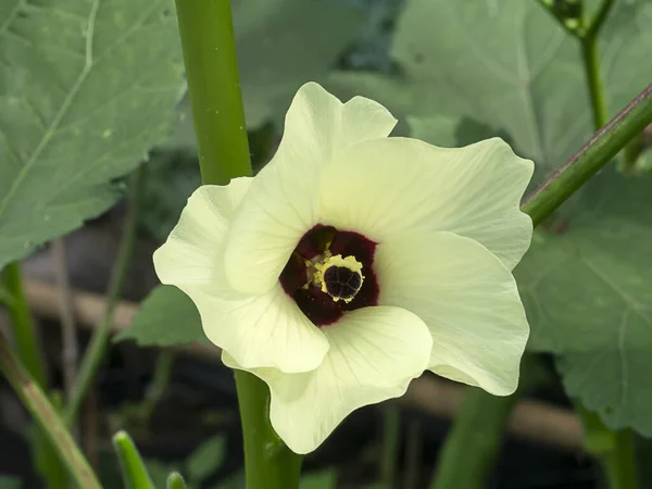 Gros Plan Okra Jaune Gombo Doigt Dame Fleur Quimbamto Avec — Photo