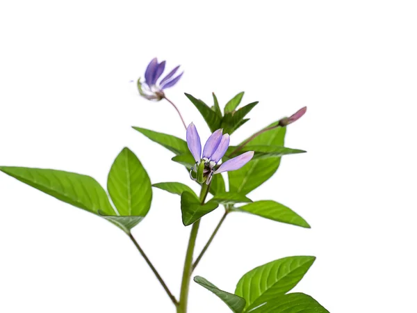 Primo Piano Del Fiore Ragno Asiatico Rosa Cleome Viscosa Plant — Foto Stock