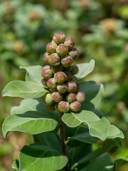 Close Vitex Rotundifolia Seeds Blur Background — Stock Photo, Image