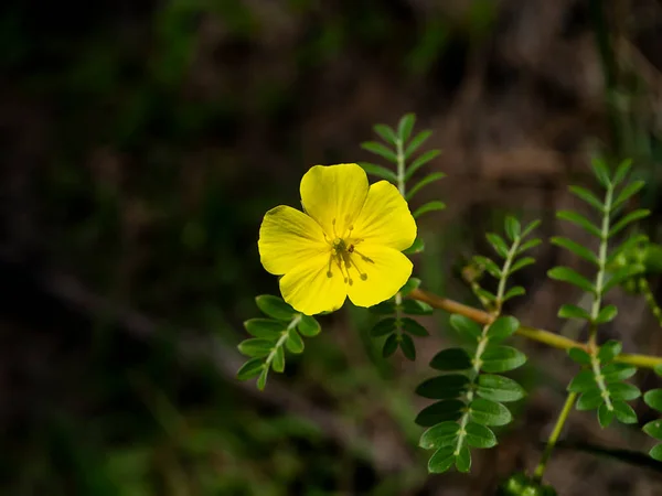 終わりに悪魔のとげの黄色の花 Tribulus Terrestris植物 葉がぼやけている背景 — ストック写真