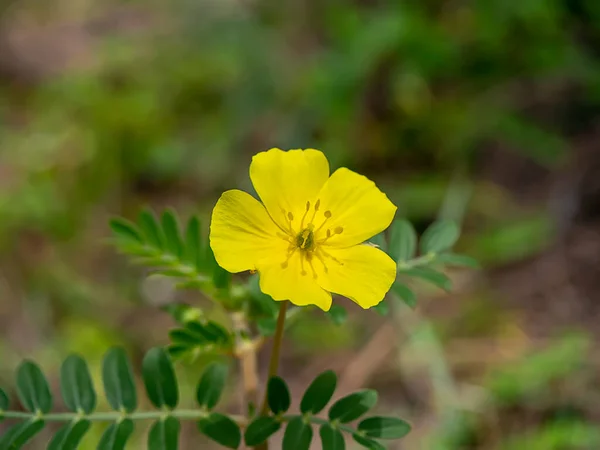 Fechar Flor Amarela Espinho Diabo Tribulus Terrestris Planta Fundo Borrão — Fotografia de Stock