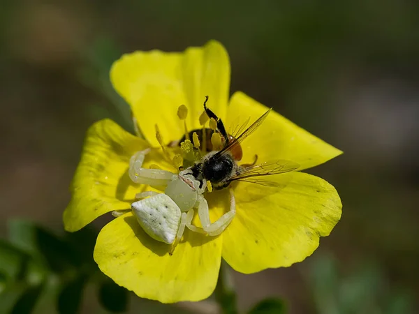 Misumena Vatia Witte Krab Spin Thomisidae Vrouwtje Gele Bloem Spider — Stockfoto