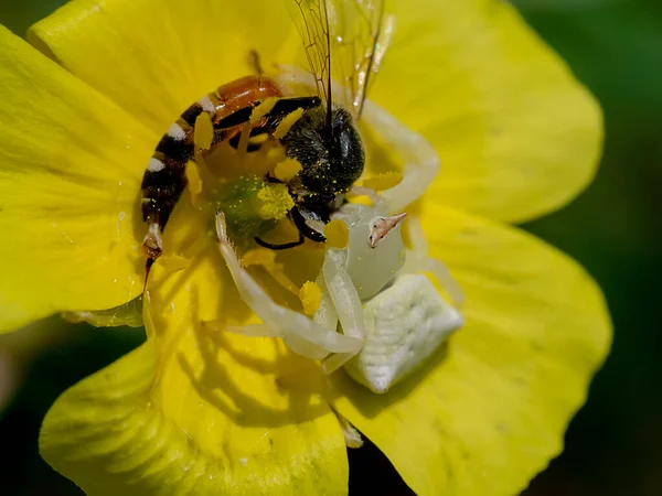 Misumena Vatia Oder Weiße Krabbenspinne Thomisidae Weibchen Auf Gelber Blüte — Stockfoto