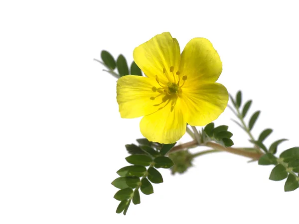 閉じる白い背景に葉を持つ悪魔のとげ Tribulus Terrestris植物 の黄色の花 — ストック写真