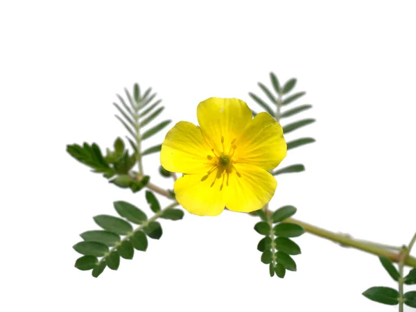 Close Yellow Flower Devil Thorn Tribulus Terrestris Plant Leaves White — Stock Photo, Image