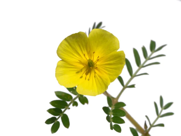 Cerca Flor Amarilla Espina Del Diablo Tribulus Terrestris Plant Con —  Fotos de Stock