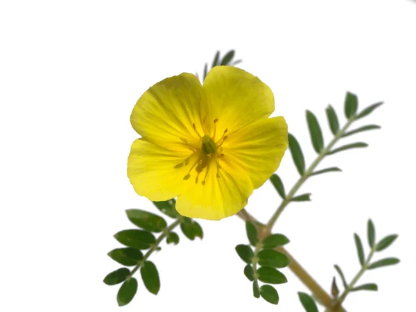 Close Yellow Flower Devil Thorn Tribulus Terrestris Plant Leaves White — Stock Photo, Image