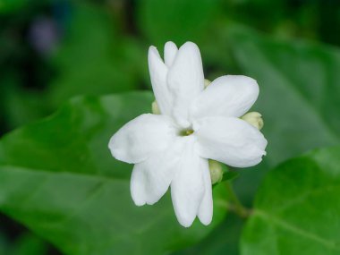 Koyu arkaplanda yaprak olan beyaz yasemin çiçeğini kapat..