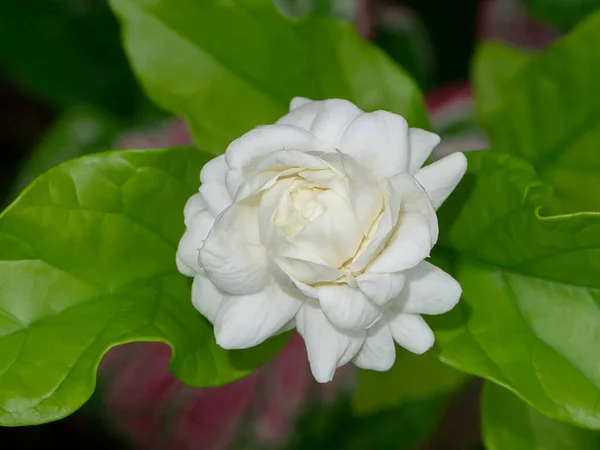 Nahaufnahme Einer Weißen Jasminblüte Mit Blatt Auf Dunklem Hintergrund — Stockfoto