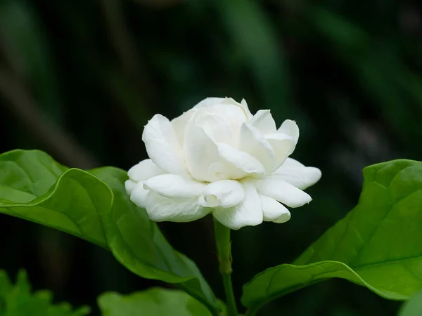 Nahaufnahme Einer Weißen Jasminblüte Mit Blatt Auf Dunklem Hintergrund — Stockfoto