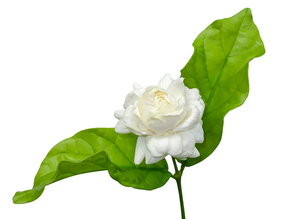 Zamknij Kwiat Jaśminu Liści Izolować Białym Tle Ścieżką Wycinania — Zdjęcie stockowe