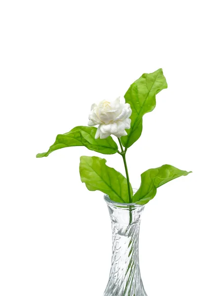 Jasmine Flower Leaves White Background — Stock Photo, Image