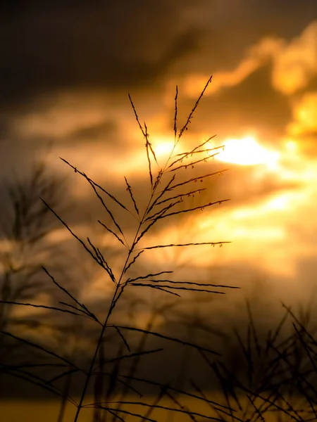 Silhouette Flower Grass Blur Sunset Sky Background — Stock Photo, Image
