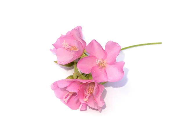 Pink Flower Dombeya Tree White Background — Stock Photo, Image