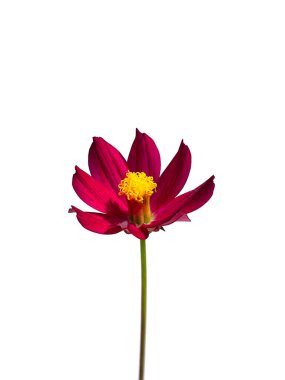 Beyaz arkaplanda kozmos çiçeğini kapat.