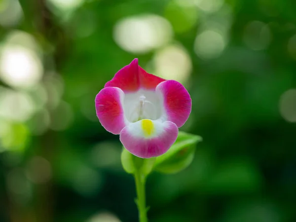 Gros Plan Fleur Wishbone Bluewings Torenia Sur Fond Flou Torenia — Photo