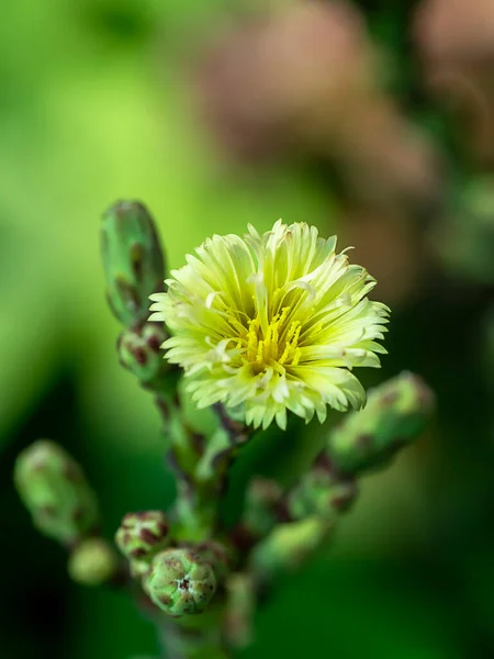 Zamknij Pachnący Organiczny Kwiat Czerwonego Dębu Rosnący Rozmytym Tle Warzywa — Zdjęcie stockowe