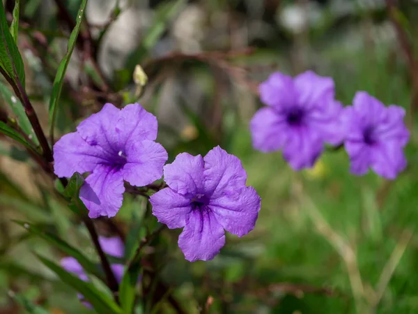 Waterkanon Watrakanu Minnieroot Iron Root Feverroot Popping Podの紫色の花をぼやけた背景で閉じます Ruelia Tubosa — ストック写真