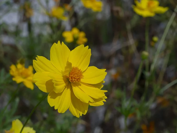 Kosmos Blume Feld Mit Verschwommenem Hintergrund — Stockfoto