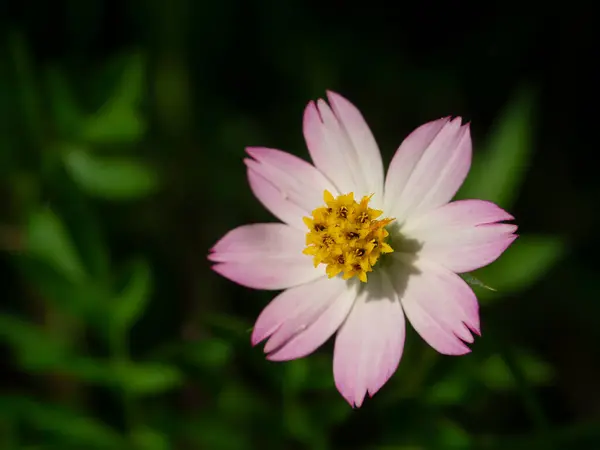 Cosmos Fleur Dans Champ Avec Fond Flou — Photo