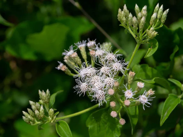 Закройте Горький Куст Цветок Сиамской Травы Chromolaena Odorata — стоковое фото