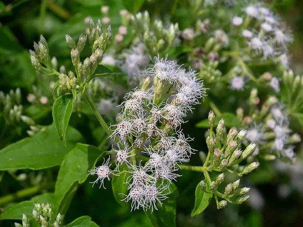 Закрийте Гіркий Кущ Або Квітку Сіамської Трави Chromolaena Odorata — стокове фото