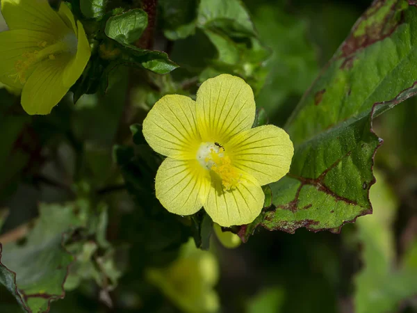 Brezilya Jute, Malachra, Sarı yapraklı çiçek (Malachra Capitata bitkisi)