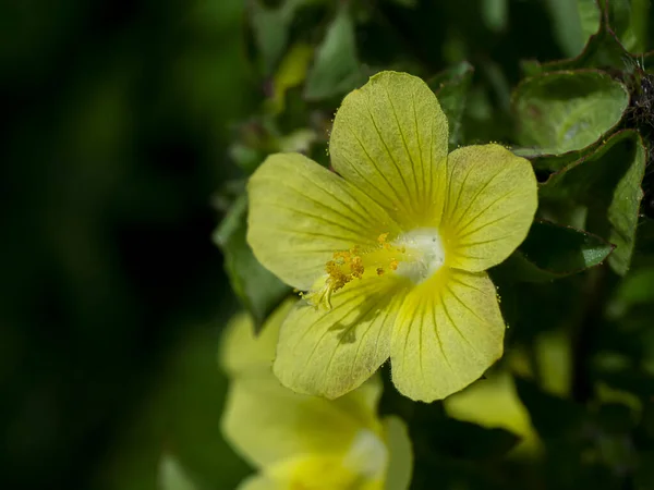 Primo Piano Del Brasile Iuta Malachra Fiore Foglia Gialla Malachra — Foto Stock