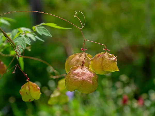 Feche Planta Vinha Balão Cardiospermum Halicacabum — Fotografia de Stock