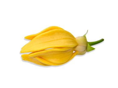 Beyaz arkaplanlı ylang-ylang, manorangini, hara-champa veya kantali champa 'nın güzel kokulu çiçeklerini kapat.