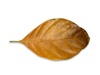 Jackfruit yaprağını kapat. Beyaz arkaplanda yumuşak gölgeli ve kırpma yollu izole et..