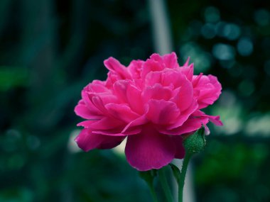 Damask Gül çiçeğinin (Rosa Damascena) arkaplanındaki pembeyi kapat