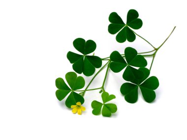 (Oxalis corniculata).