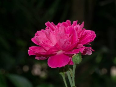 Damask Gül çiçeğinin (Rosa Damascena) arkaplanındaki pembeyi kapat