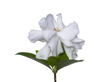 Beyaz Gardenya çiçeğini ya da Cape Jasmine 'i (Gardenia jasminoides) kesme yolu ile beyaz arkaplanda izole et.