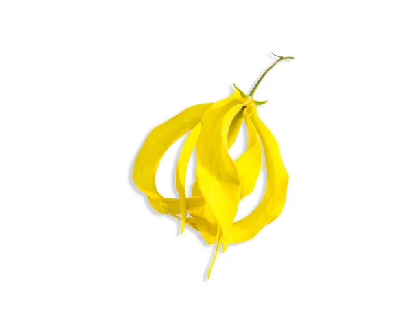 閉じる黄色の中国のデスモスの花は 柔らかい影とクリッピングパスを持つ白い背景に隔離されます 学名Desmos Chinensis Lour — ストック写真
