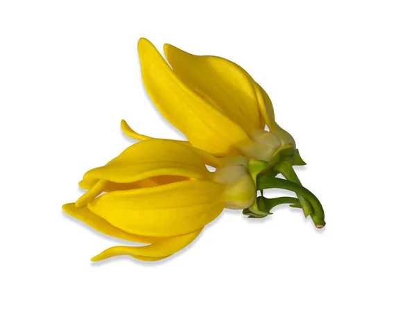 Gros Plan Fleurs Parfumées Escalade Ylang Ylang Manorangini Hara Champa — Photo