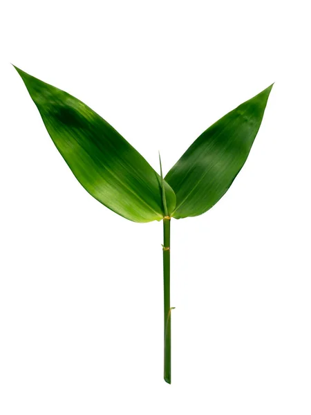 Close Bamboo Leaves Isolate White Background Clipping — Stock Photo, Image