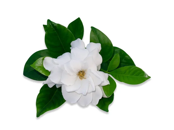 Flor Gardenia Blanca Jazmín Del Cabo Aislado Sobre Fondo Blanco — Foto de Stock