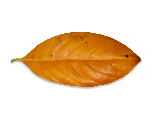 Close Jackfruit Leaf Isolate White Background Soft Shadow Clipping Path — Stock Photo, Image