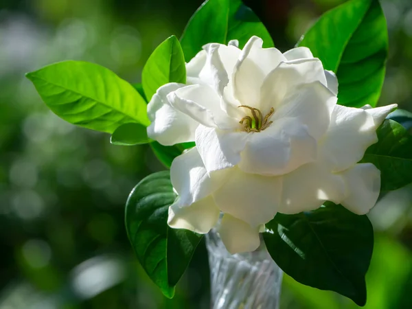 Weiße Gardenia Blüte Oder Kap Jasmin Gardenia Jasminoides — Stockfoto