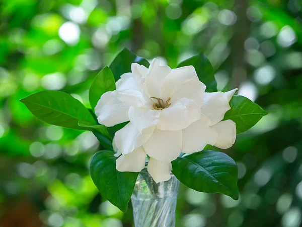 White Gardenia flower or Cape Jasmine (Gardenia jasminoides)