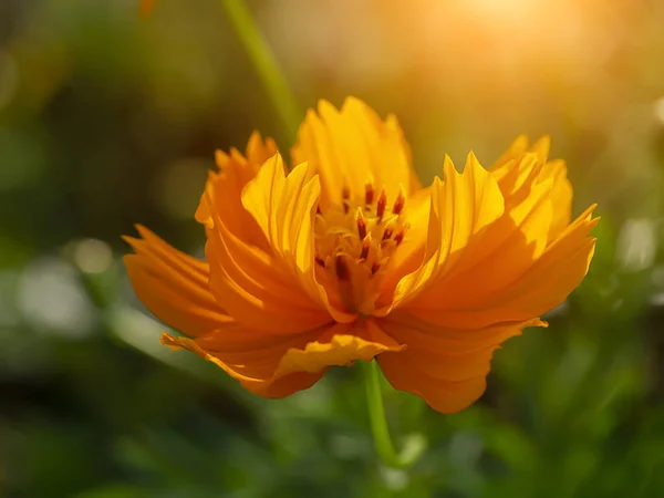 Orange Cosmos Flower Field Blur Background — Stock Photo, Image