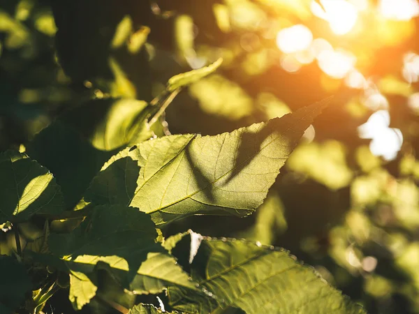 葉の終わりに太陽の光が背景をぼかす — ストック写真