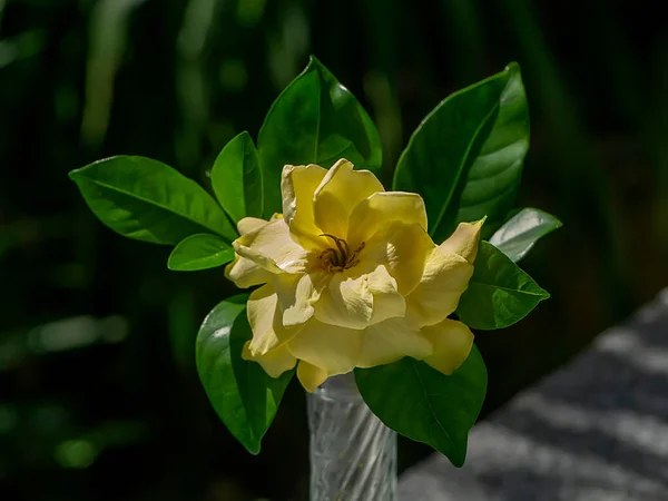 Close up Yellow Gardenia flower or Cape Jasmine (Gardenia jasminoides) with light on dark blur background.