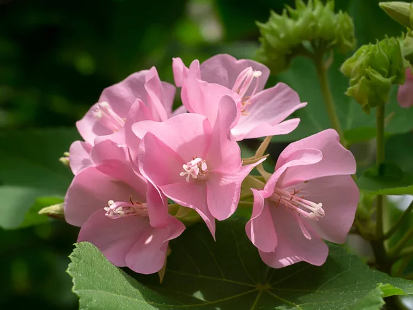 Růžový Květ Dombeya Stromu — Stock fotografie