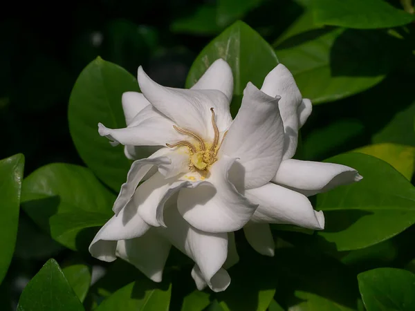 White Gardenia Flower Cape Jasmine Gardenia Jasminoides — Stock Photo, Image