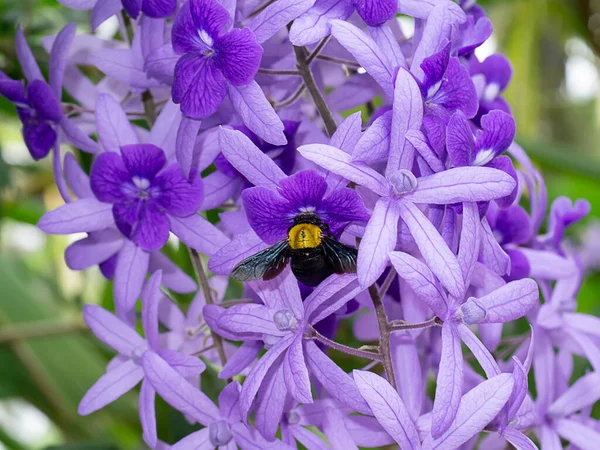 Primer Plano Fondo Flor Vid Papel Lija Corona Púrpura Nombre —  Fotos de Stock