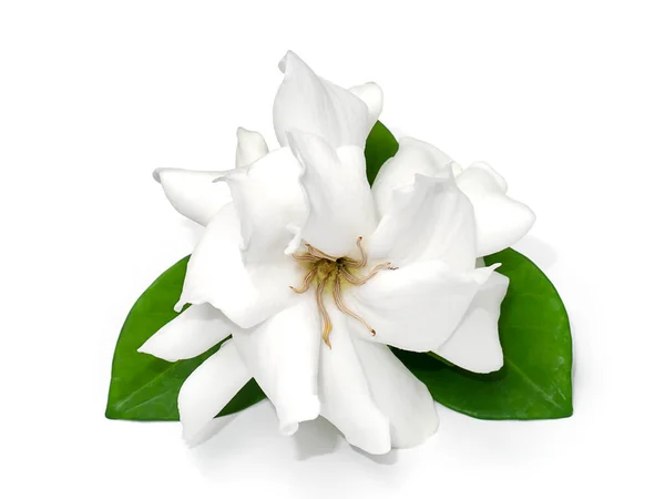 White Gardenia flower or Cape Jasmine (Gardenia jasminoides) on white background.