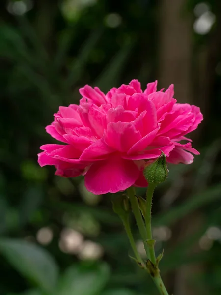 Zblízka Růžová Damask Růže Květiny Rosa Damascena Rozmazané Pozadí — Stock fotografie